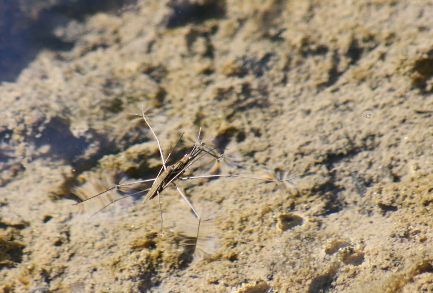 Gerridae: Aquarius della Lombardia